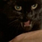 blackcat7