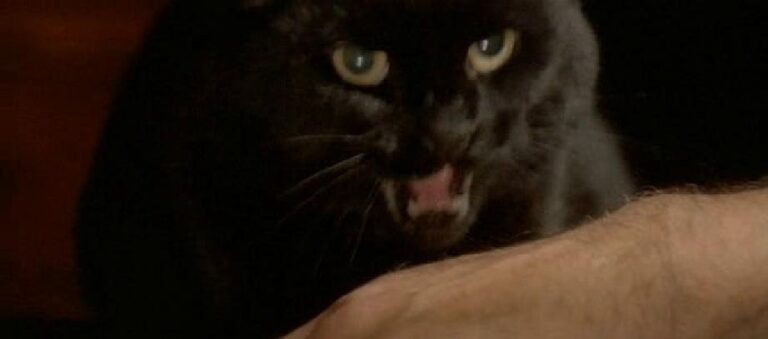 blackcat7